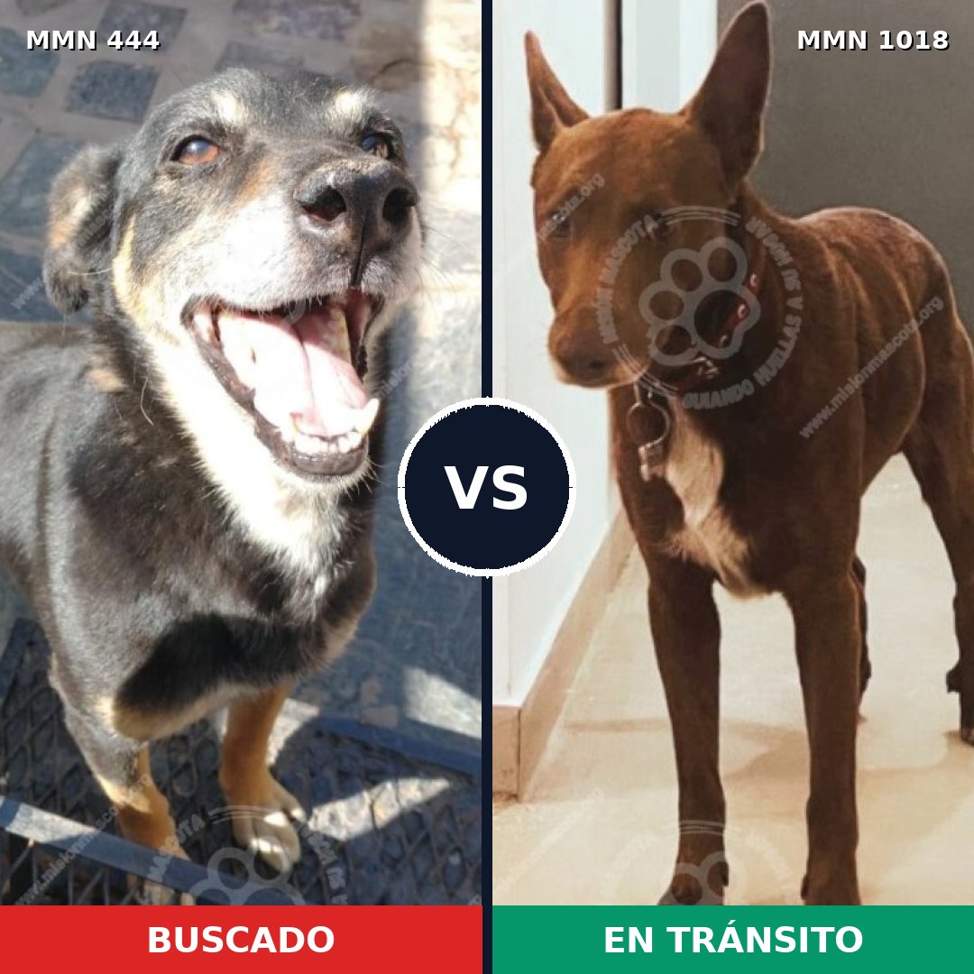 Comparativa MMS 16286: mascota perdida y mascota encontrada, 58% de similitud