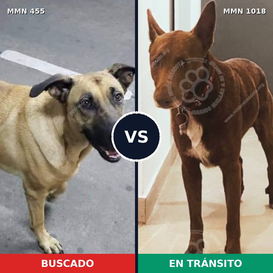 Comparativa MMS 16287: mascota perdida y mascota encontrada, 65% de similitud