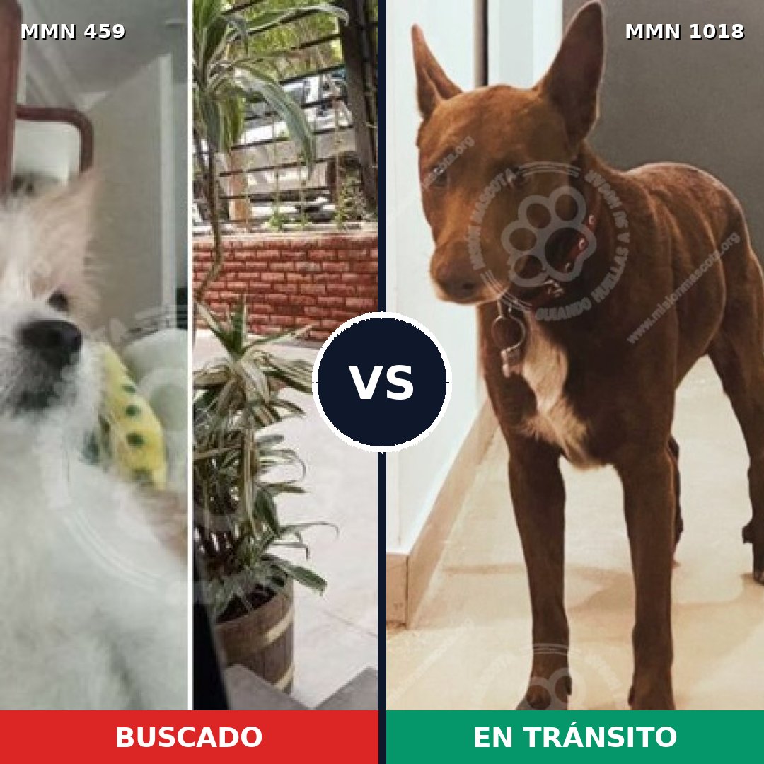 Comparativa MMS 16289: mascota perdida y mascota encontrada, 51% de similitud