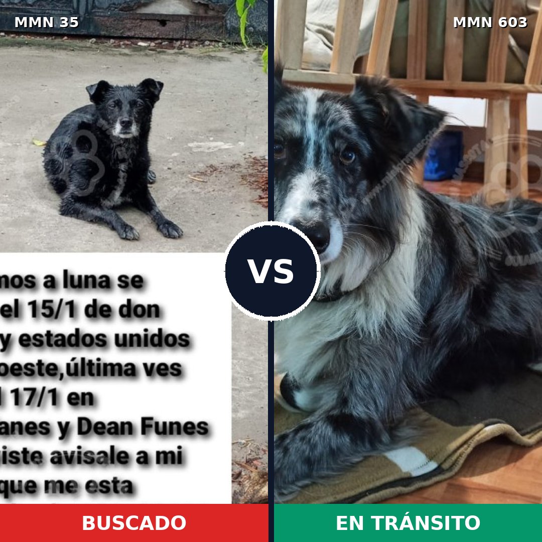 Comparativa MMS 1629: mascota perdida y mascota encontrada, 49% de similitud