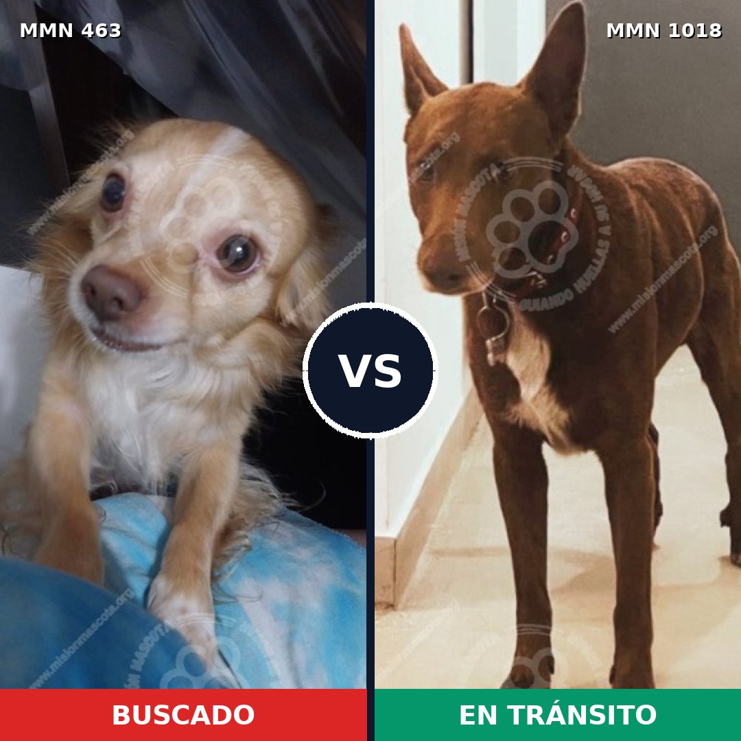 Comparativa MMS 16290: mascota perdida y mascota encontrada, 26% de similitud