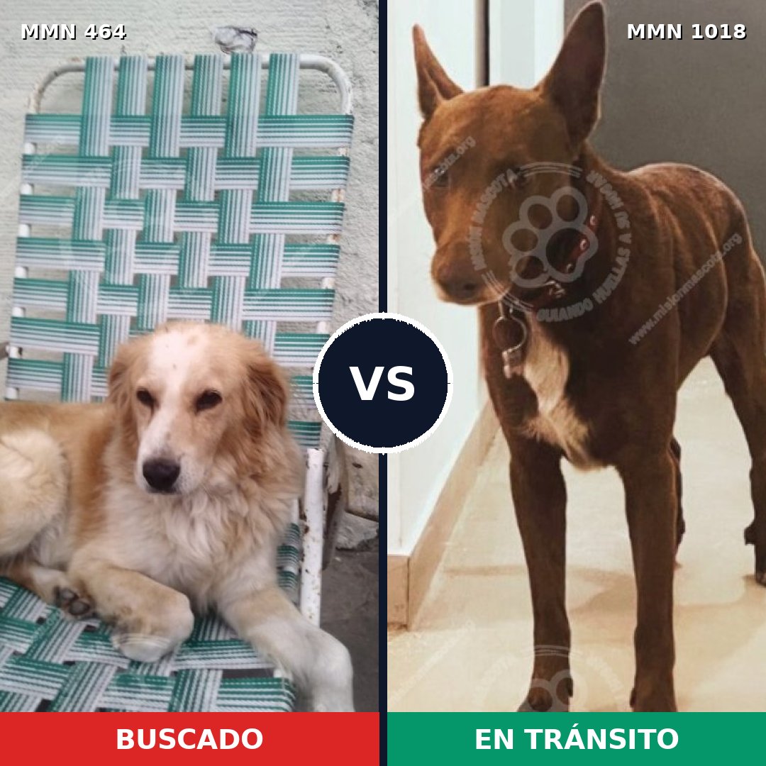 Comparativa MMS 16291: mascota perdida y mascota encontrada, 63% de similitud