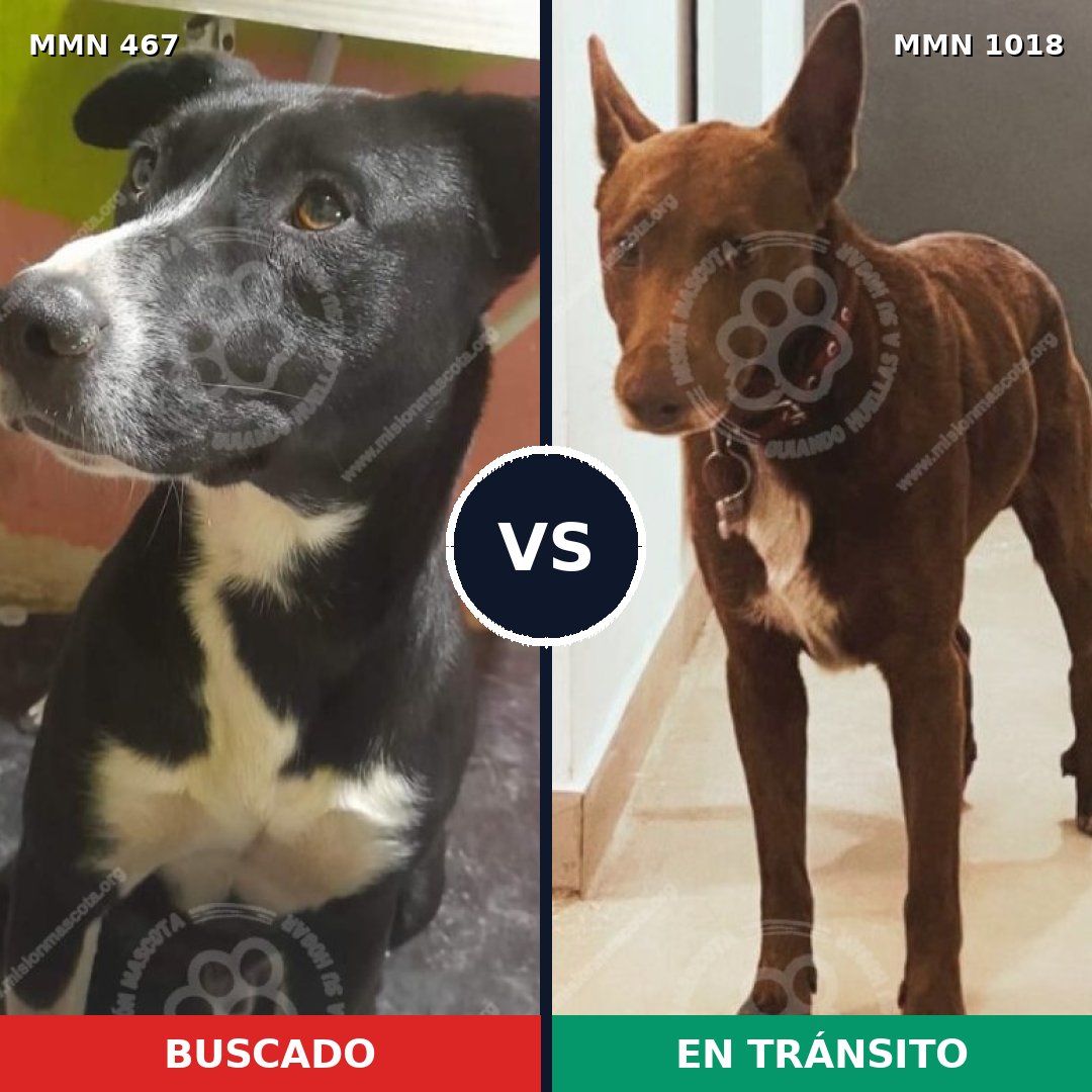 Comparativa MMS 16292: mascota perdida y mascota encontrada, 75% de similitud