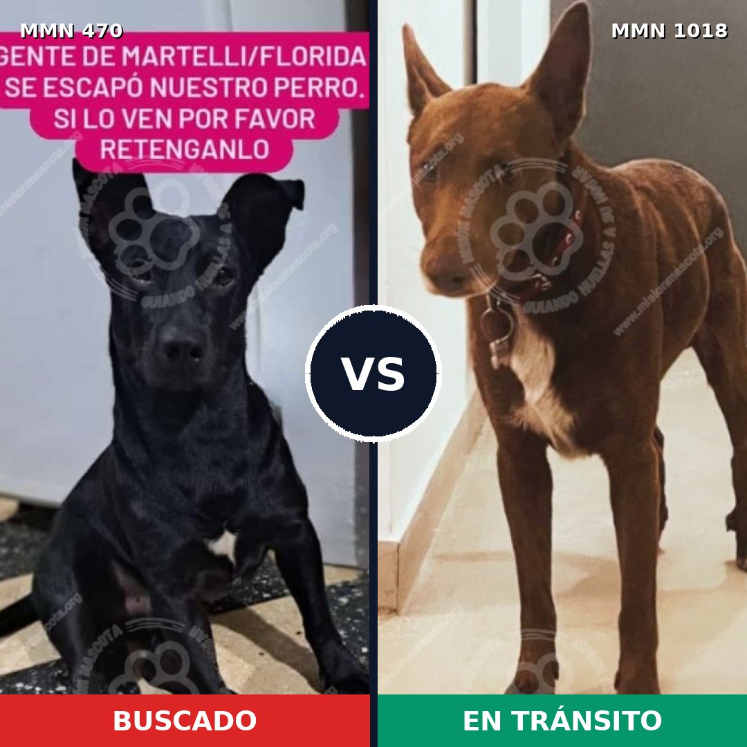 Comparativa MMS 16294: mascota perdida y mascota encontrada, 75% de similitud