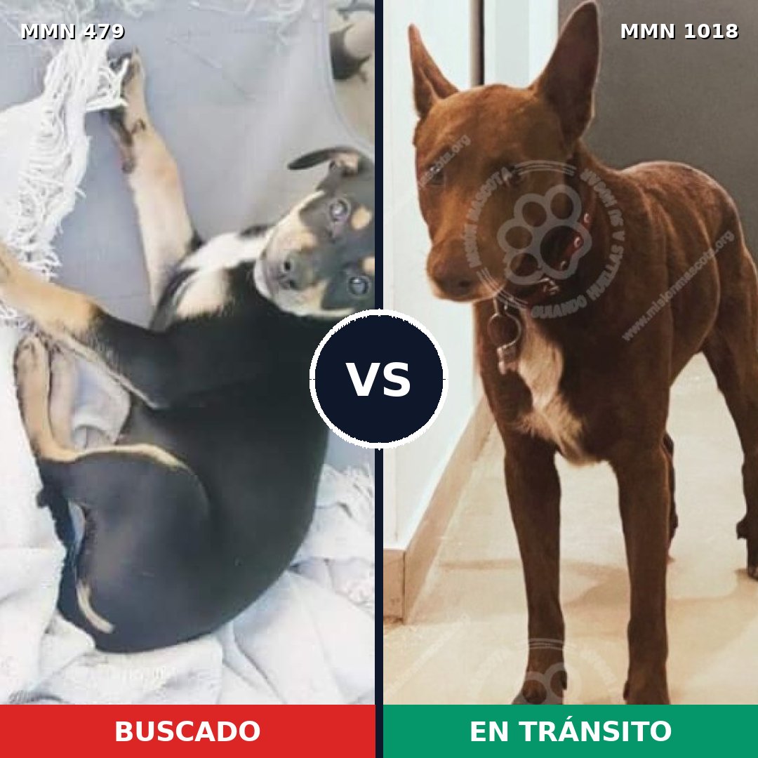 Comparativa MMS 16295: mascota perdida y mascota encontrada, 48% de similitud