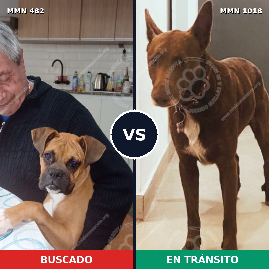 Comparativa MMS 16298: mascota perdida y mascota encontrada, 47% de similitud