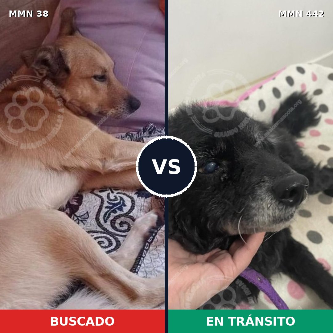 Comparativa MMS 163: mascota perdida y mascota encontrada, 61% de similitud