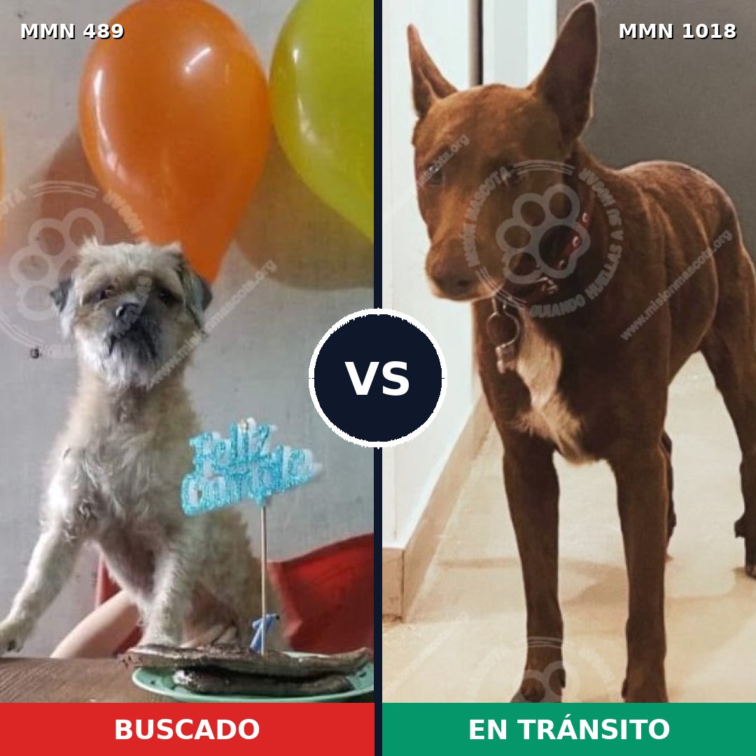 Comparativa MMS 16300: mascota perdida y mascota encontrada, 66% de similitud