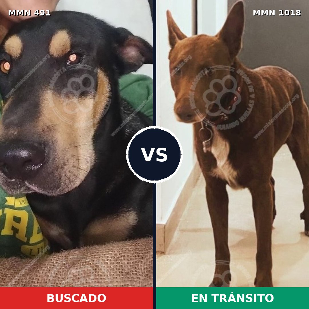 Comparativa MMS 16301: mascota perdida y mascota encontrada, 43% de similitud