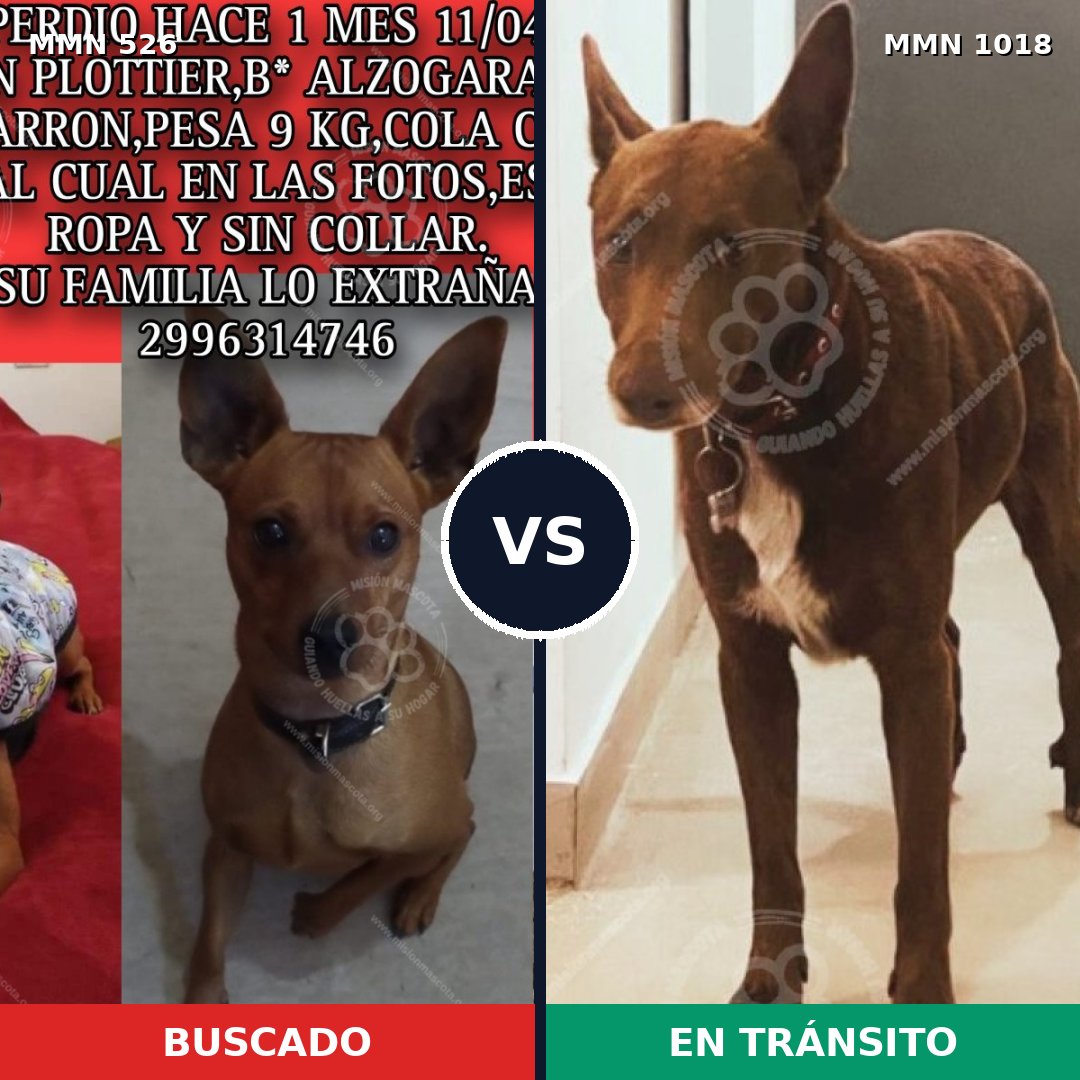 Comparativa MMS 16304: mascota perdida y mascota encontrada, 41% de similitud