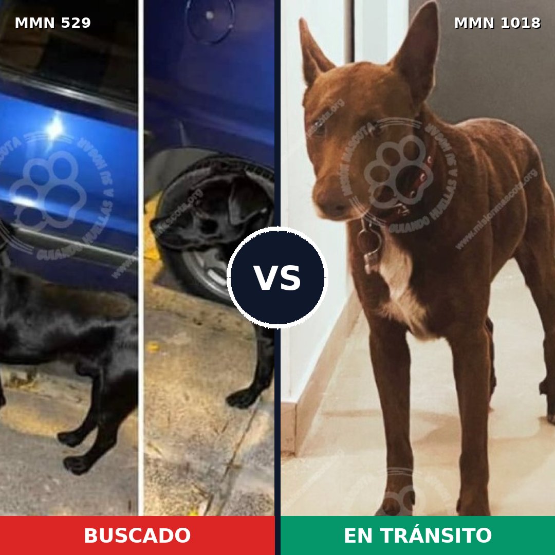 Comparativa MMS 16306: mascota perdida y mascota encontrada, 65% de similitud