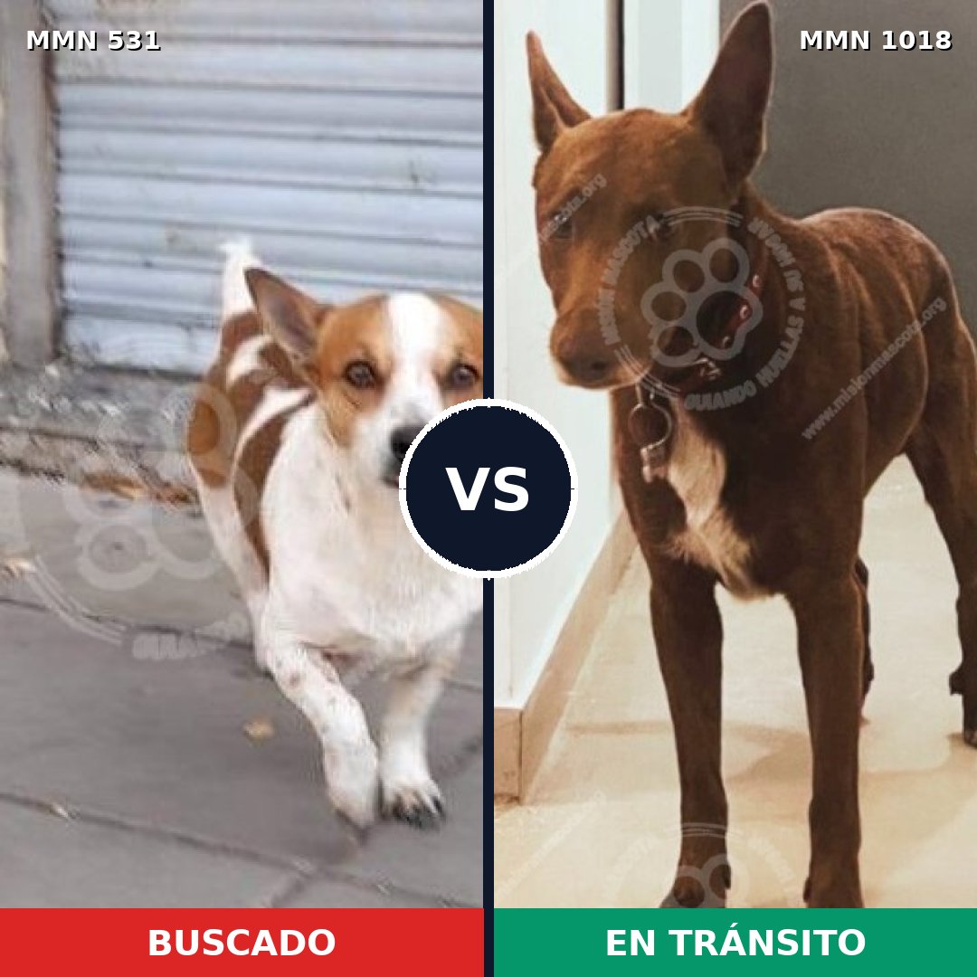 Comparativa MMS 16307: mascota perdida y mascota encontrada, 62% de similitud