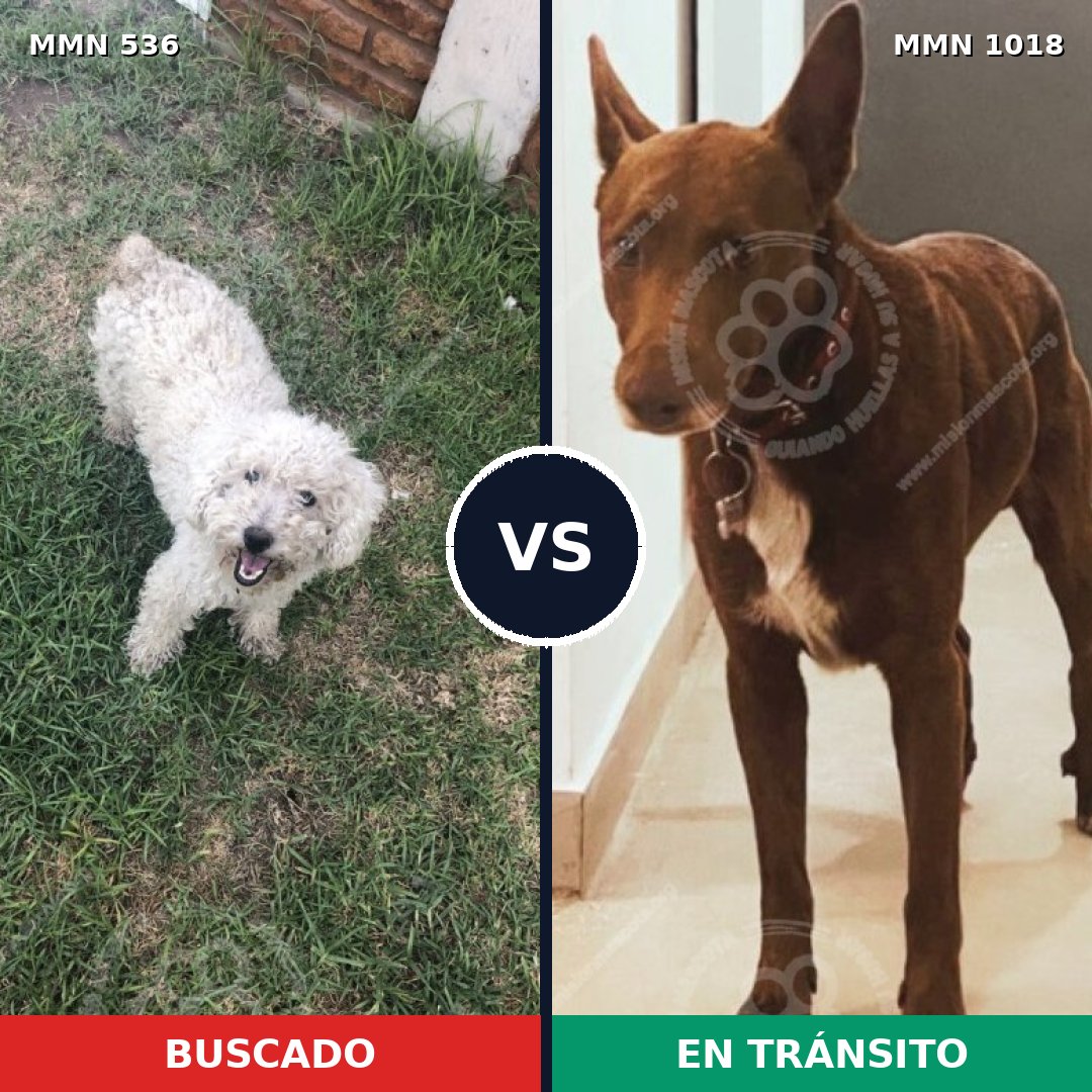 Comparativa MMS 16309: mascota perdida y mascota encontrada, 45% de similitud
