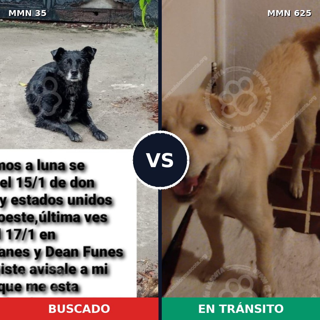 Comparativa MMS 1631: mascota perdida y mascota encontrada, 62% de similitud
