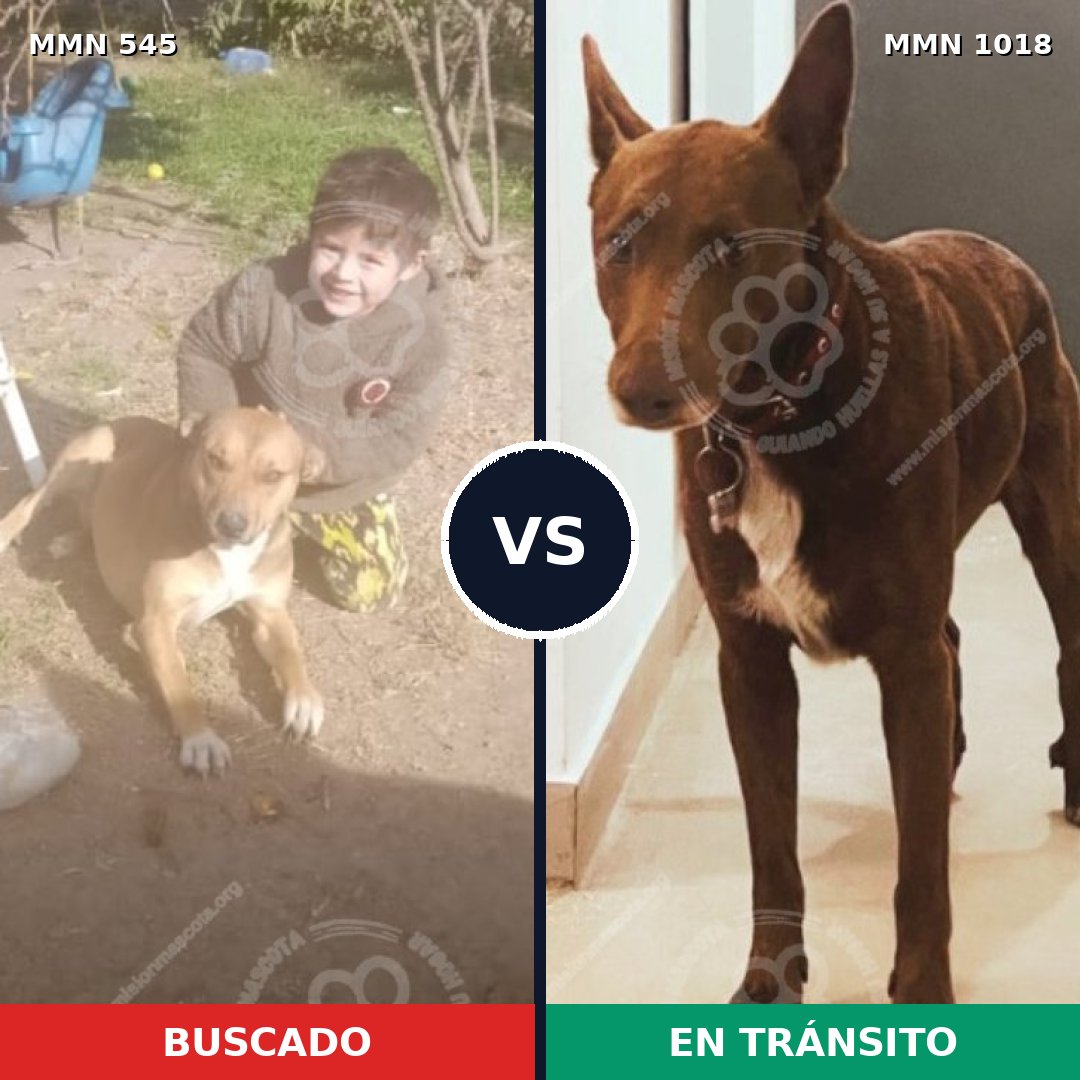 Comparativa MMS 16310: mascota perdida y mascota encontrada, 58% de similitud