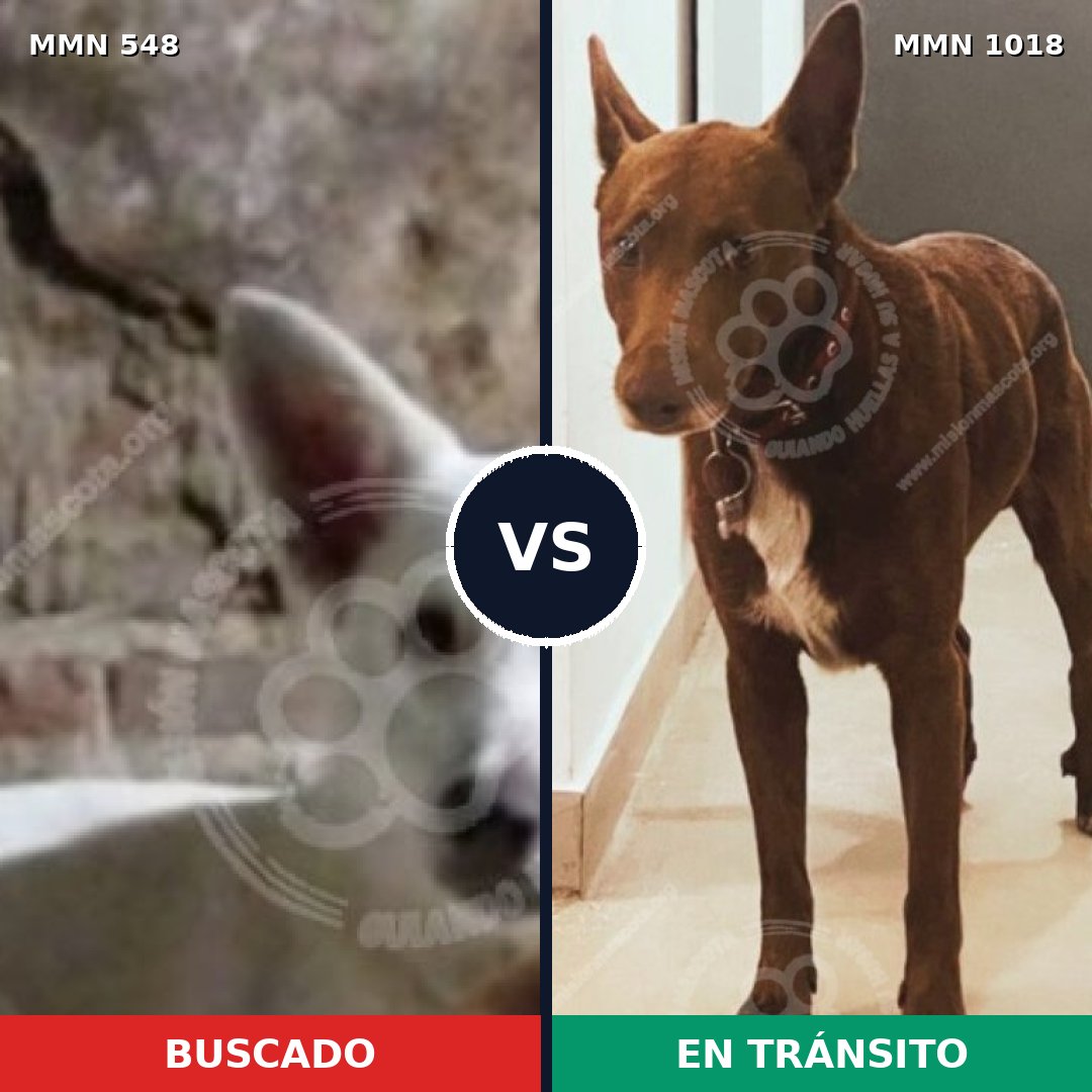 Comparativa MMS 16311: mascota perdida y mascota encontrada, 62% de similitud