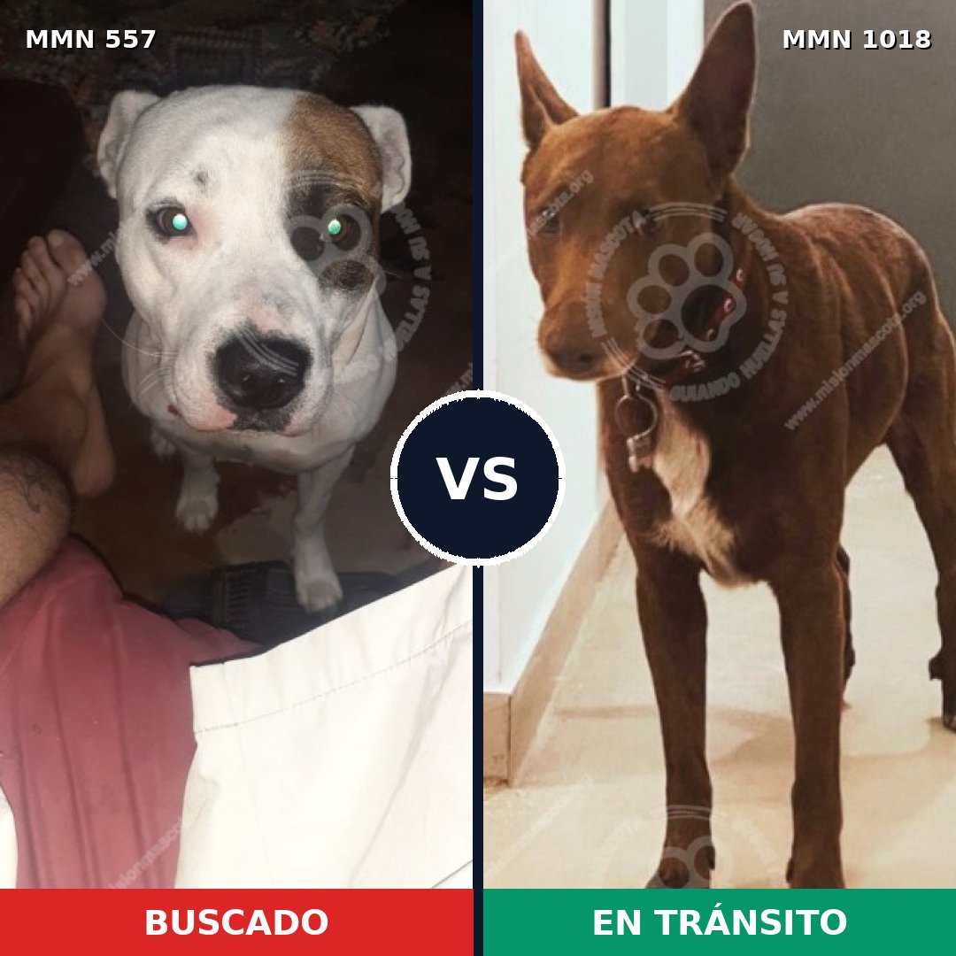 Comparativa MMS 16312: mascota perdida y mascota encontrada, 59% de similitud