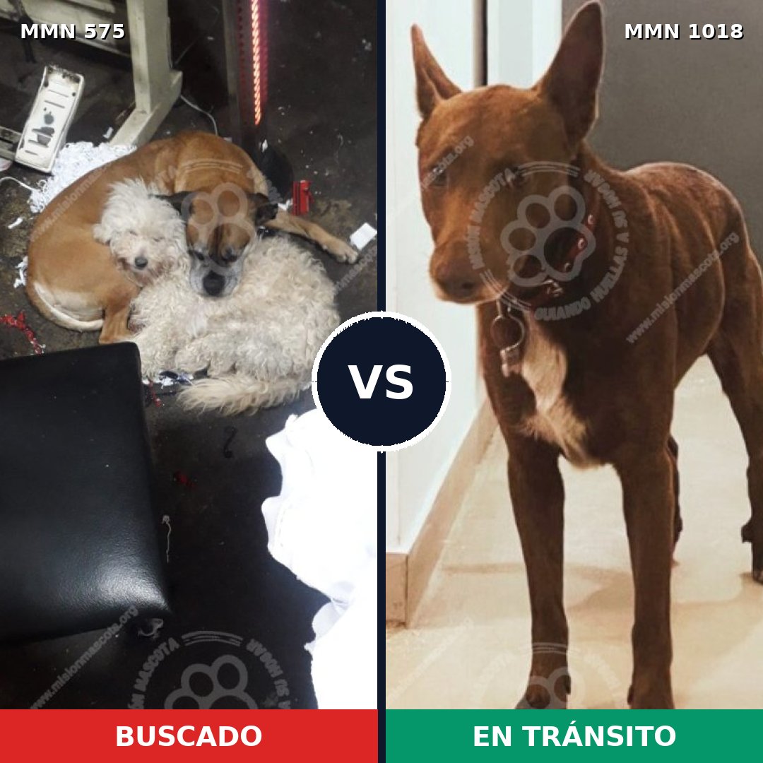 Comparativa MMS 16314: mascota perdida y mascota encontrada, 53% de similitud