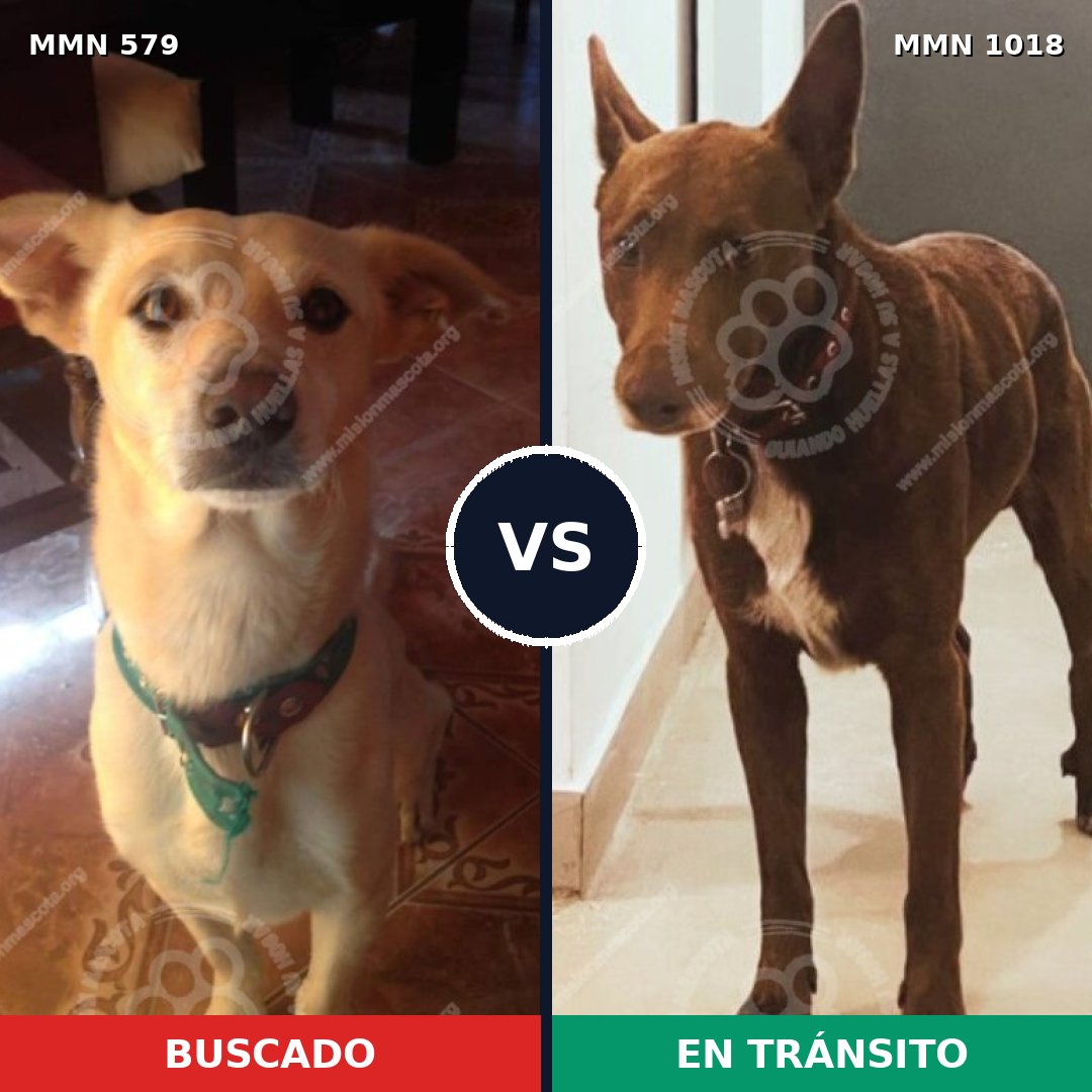 Comparativa MMS 16316: mascota perdida y mascota encontrada, 65% de similitud