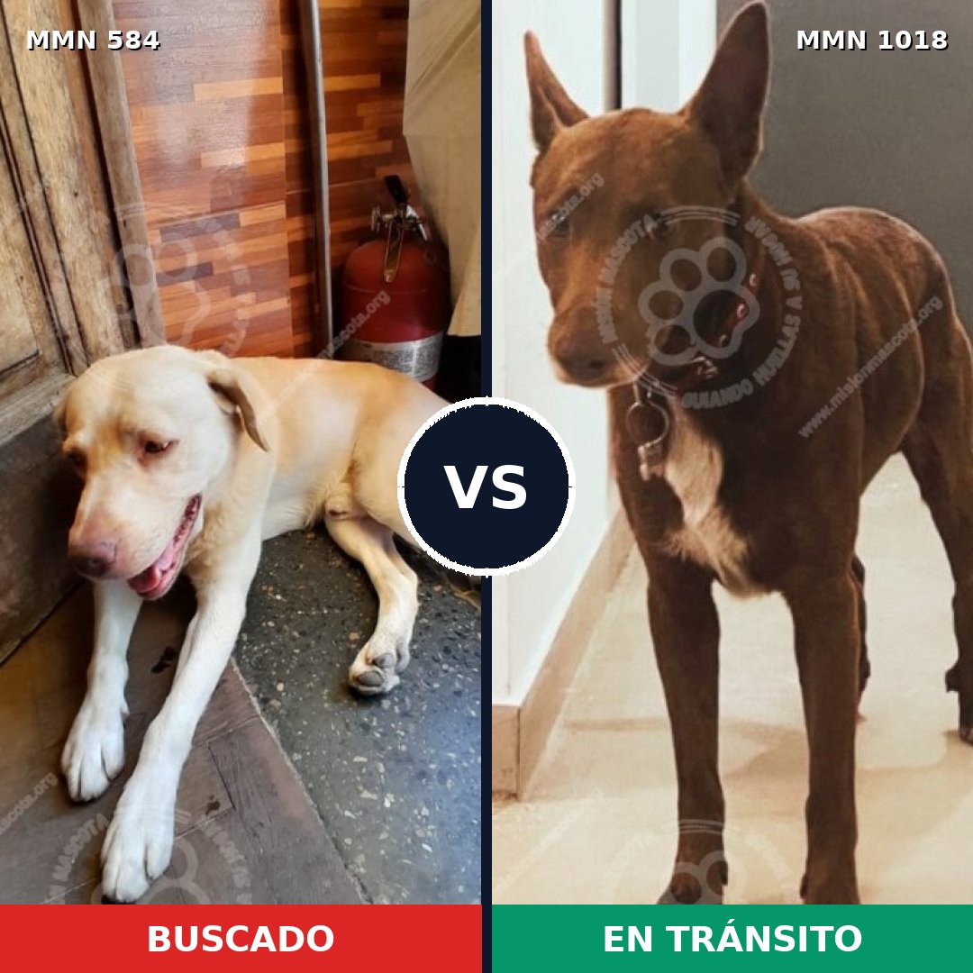 Comparativa MMS 16317: mascota perdida y mascota encontrada, 69% de similitud