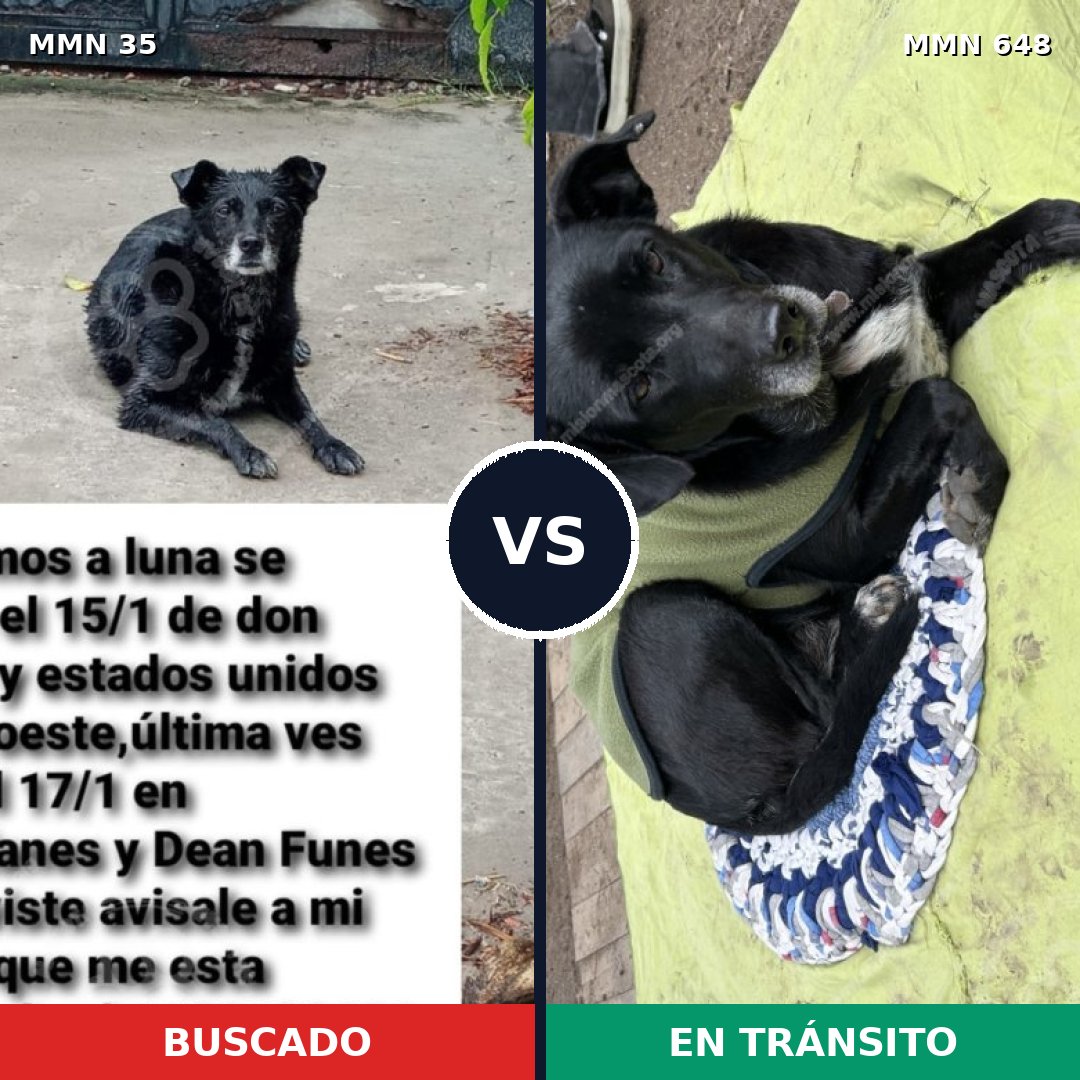 Comparativa MMS 1632: mascota perdida y mascota encontrada, 55% de similitud