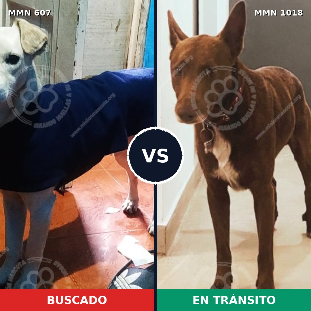 Comparativa MMS 16320: mascota perdida y mascota encontrada, 77% de similitud