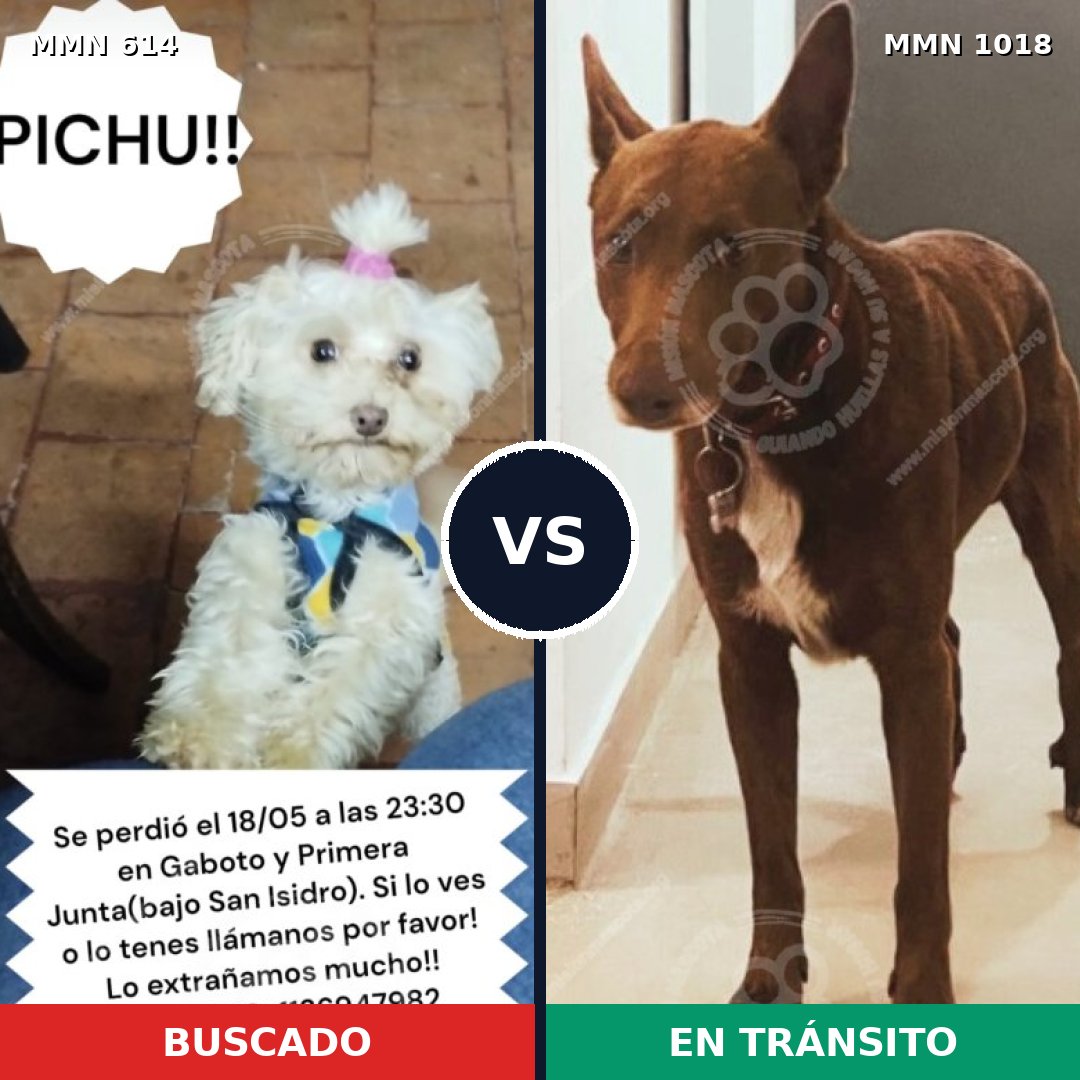 Comparativa MMS 16322: mascota perdida y mascota encontrada, 35% de similitud