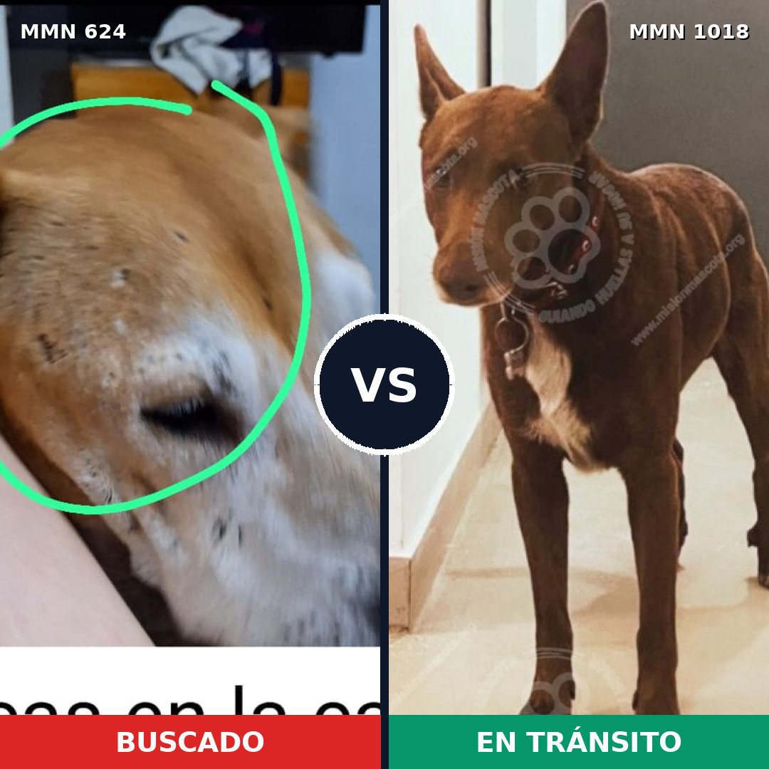 Comparativa MMS 16324: mascota perdida y mascota encontrada, 37% de similitud