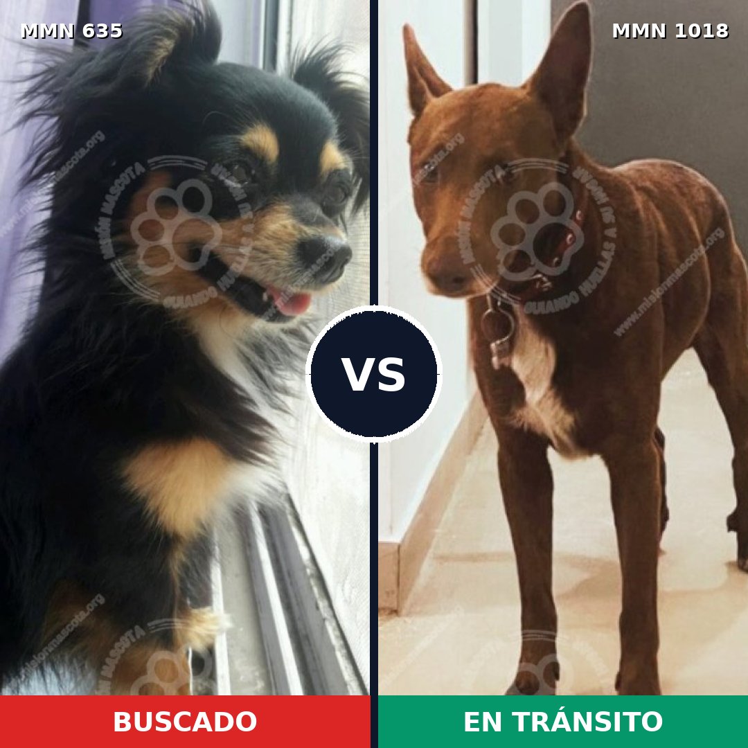 Comparativa MMS 16326: mascota perdida y mascota encontrada, 26% de similitud
