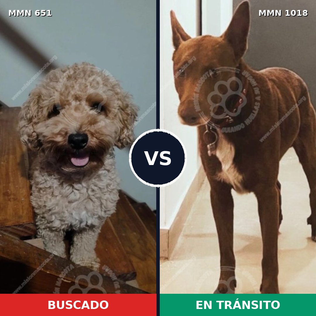 Comparativa MMS 16328: mascota perdida y mascota encontrada, 25% de similitud