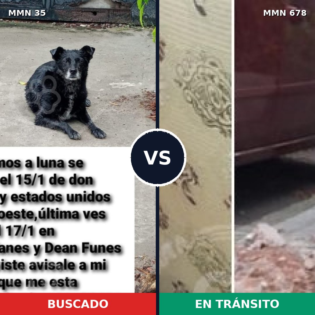 Comparativa MMS 1633: mascota perdida y mascota encontrada, 72% de similitud