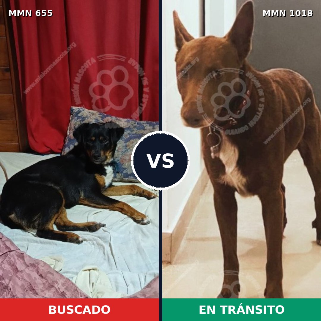 Comparativa MMS 16330: mascota perdida y mascota encontrada, 58% de similitud