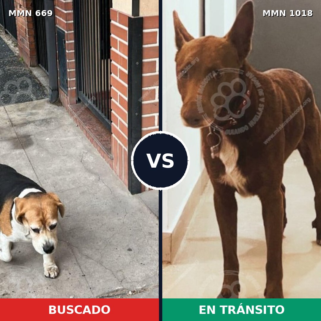 Comparativa MMS 16331: mascota perdida y mascota encontrada, 51% de similitud