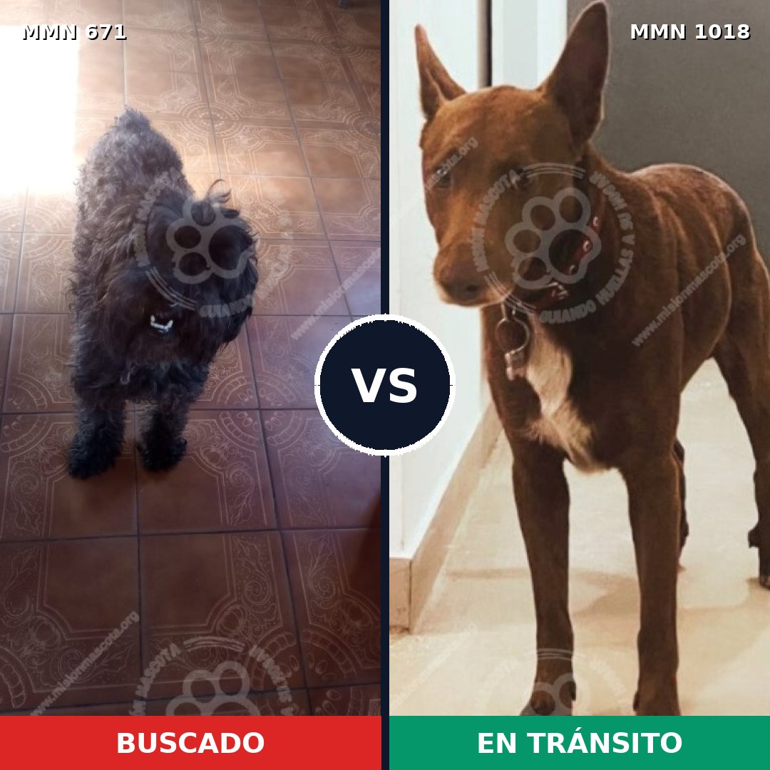 Comparativa MMS 16333: mascota perdida y mascota encontrada, 27% de similitud