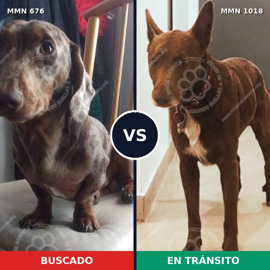 Comparativa MMS 16334: mascota perdida y mascota encontrada, 47% de similitud