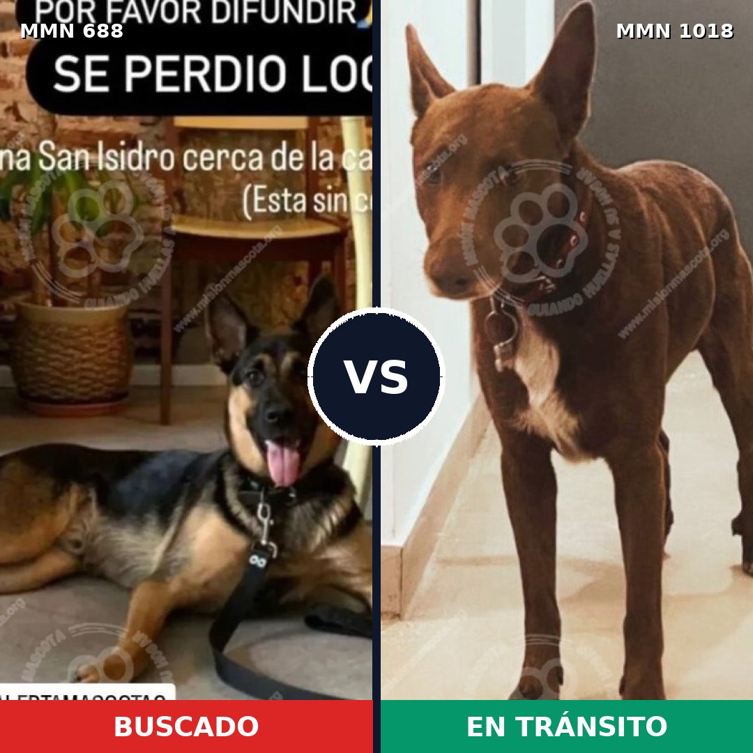 Comparativa MMS 16336: mascota perdida y mascota encontrada, 16% de similitud