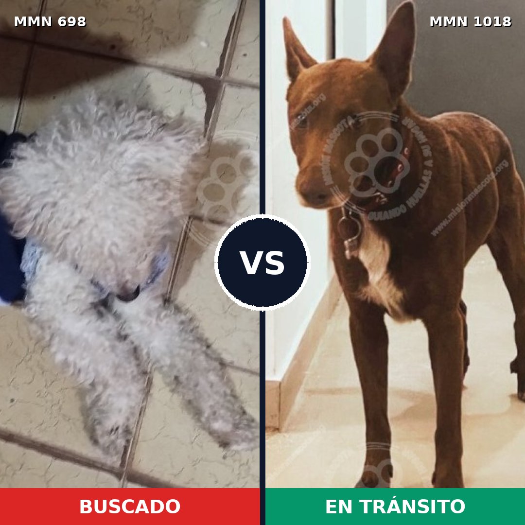Comparativa MMS 16338: mascota perdida y mascota encontrada, 44% de similitud