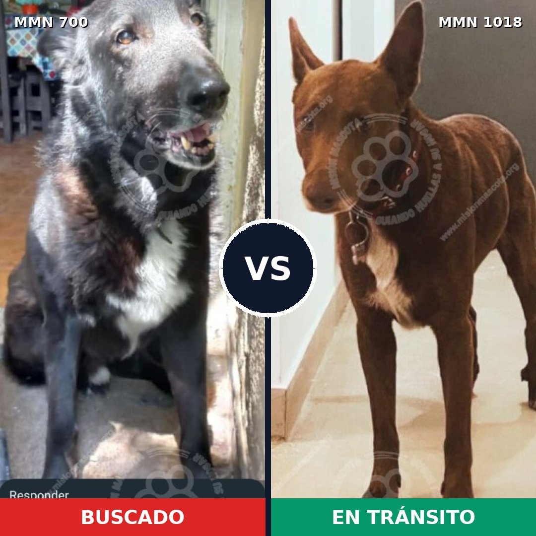 Comparativa MMS 16339: mascota perdida y mascota encontrada, 51% de similitud