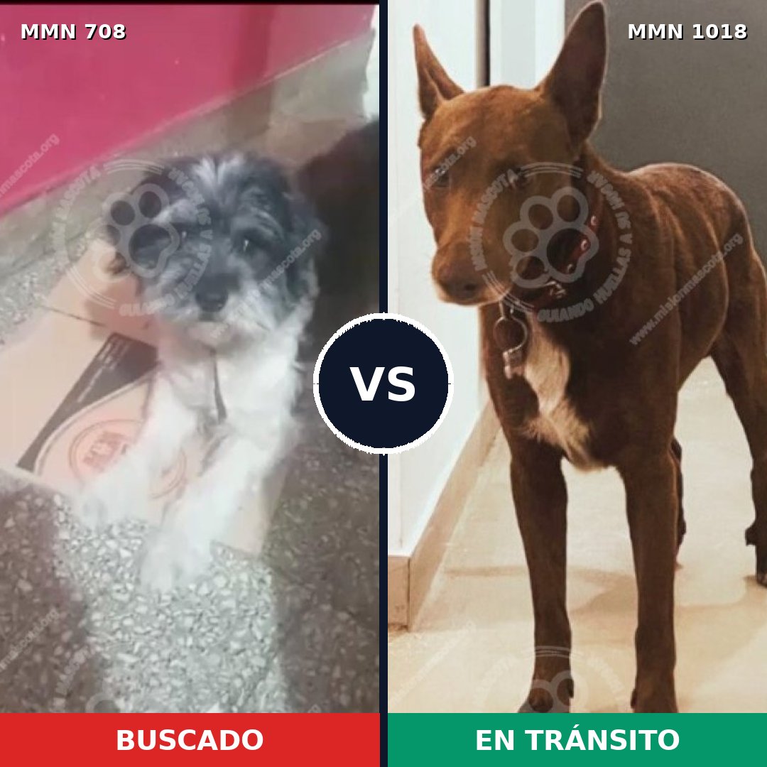 Comparativa MMS 16340: mascota perdida y mascota encontrada, 49% de similitud