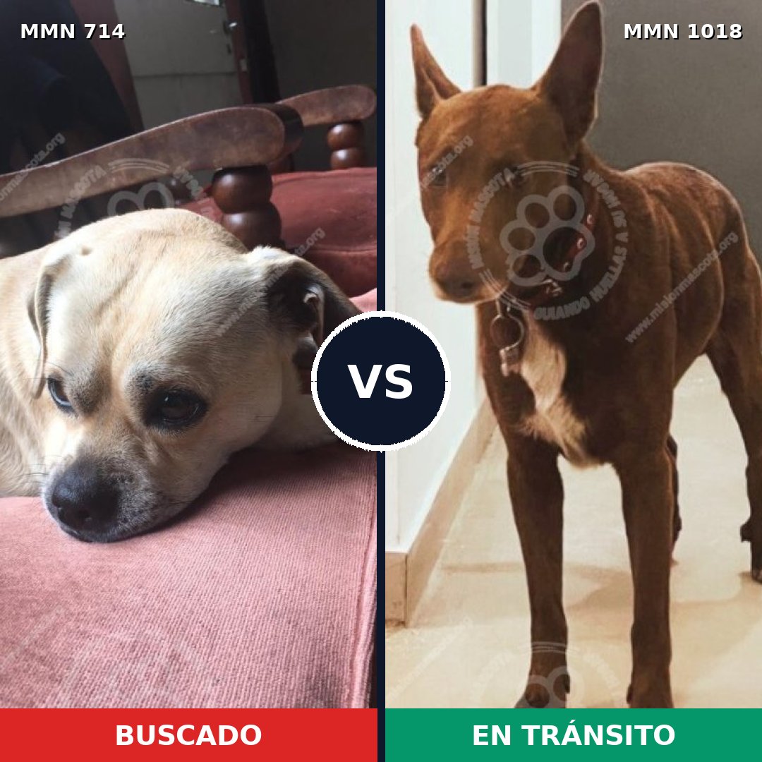 Comparativa MMS 16341: mascota perdida y mascota encontrada, 65% de similitud