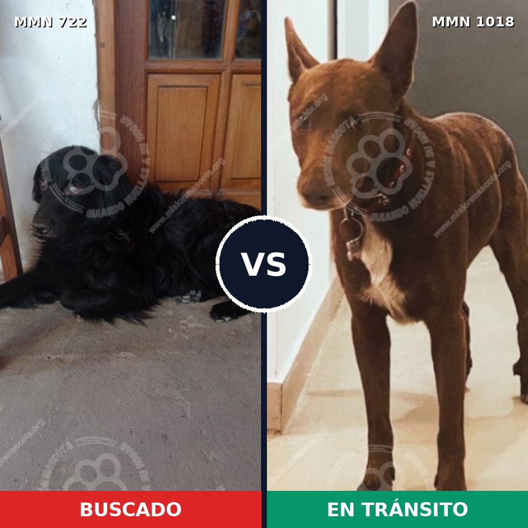 Comparativa MMS 16342: mascota perdida y mascota encontrada, 38% de similitud