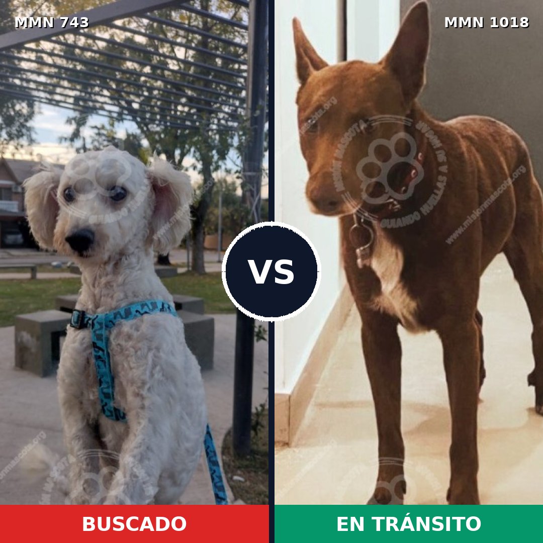 Comparativa MMS 16345: mascota perdida y mascota encontrada, 54% de similitud