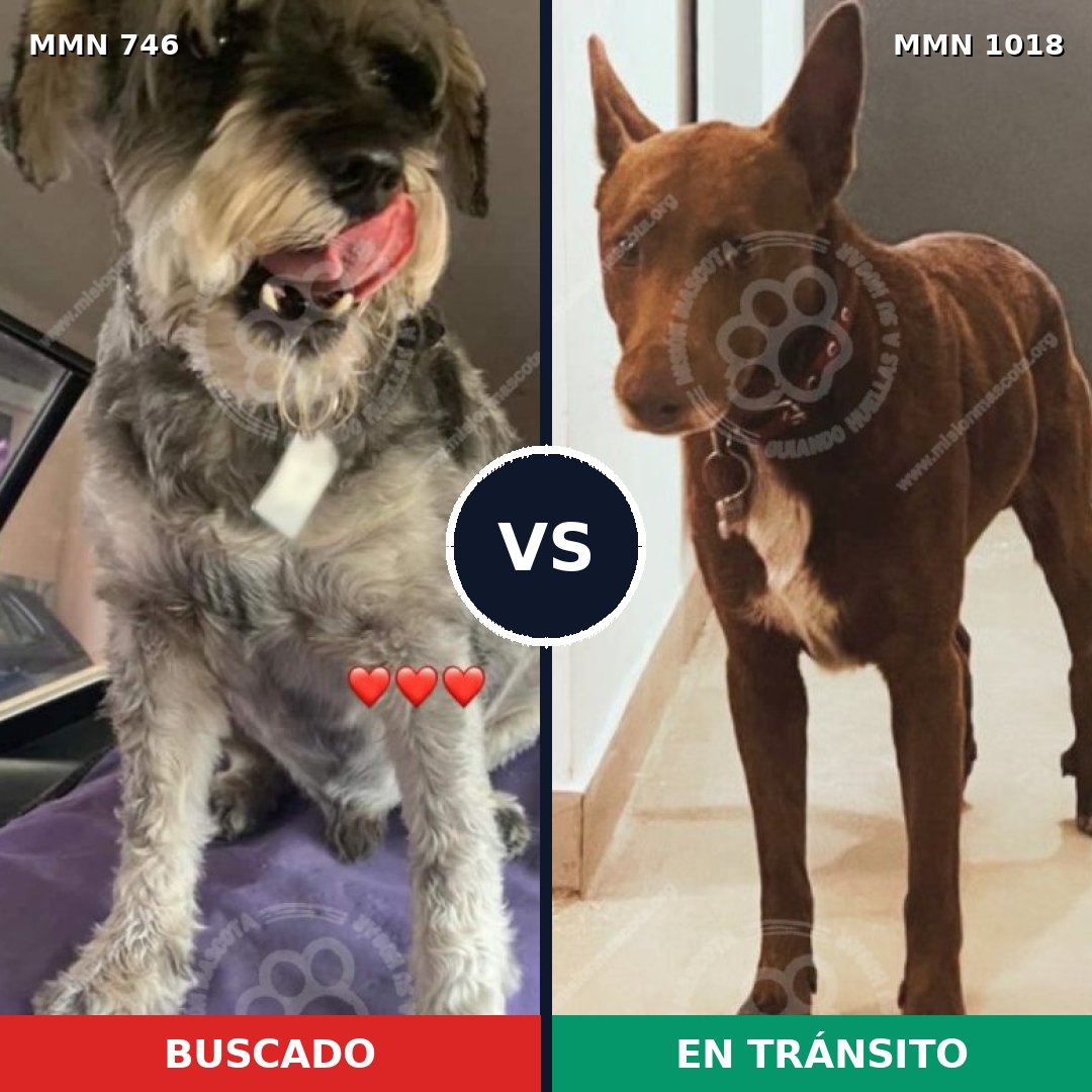 Comparativa MMS 16346: mascota perdida y mascota encontrada, 30% de similitud