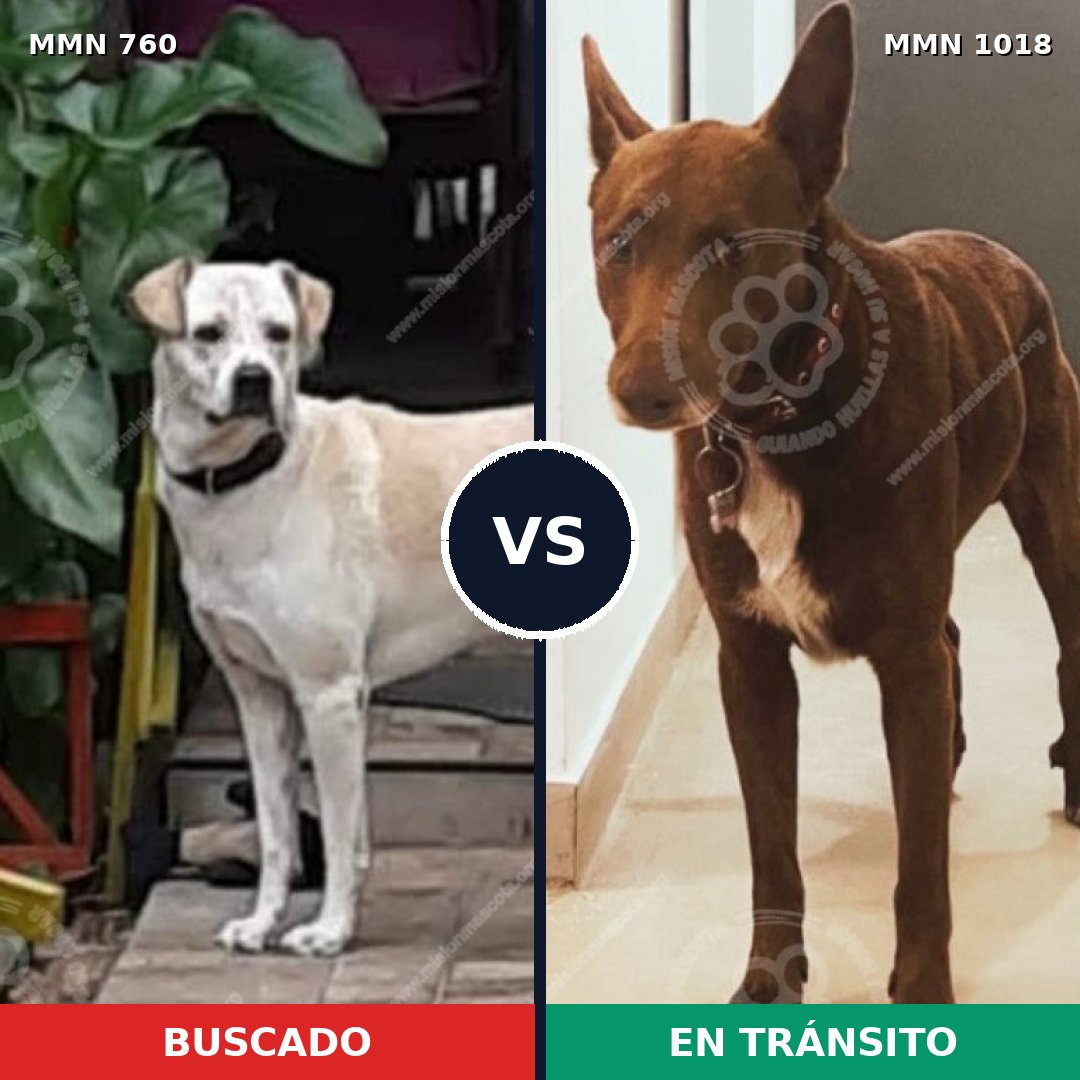 Comparativa MMS 16347: mascota perdida y mascota encontrada, 75% de similitud