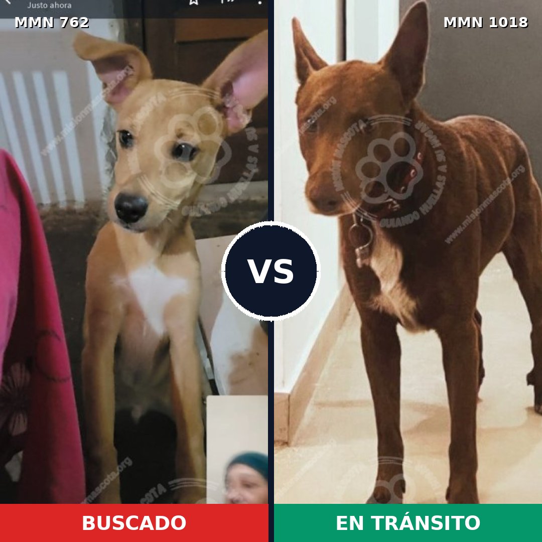 Comparativa MMS 16348: mascota perdida y mascota encontrada, 73% de similitud