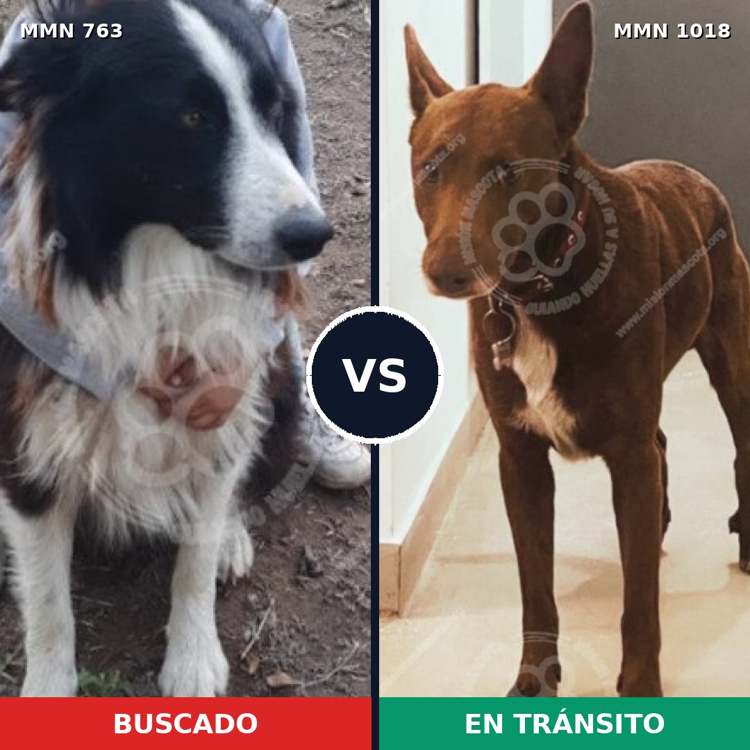 Comparativa MMS 16349: mascota perdida y mascota encontrada, 38% de similitud