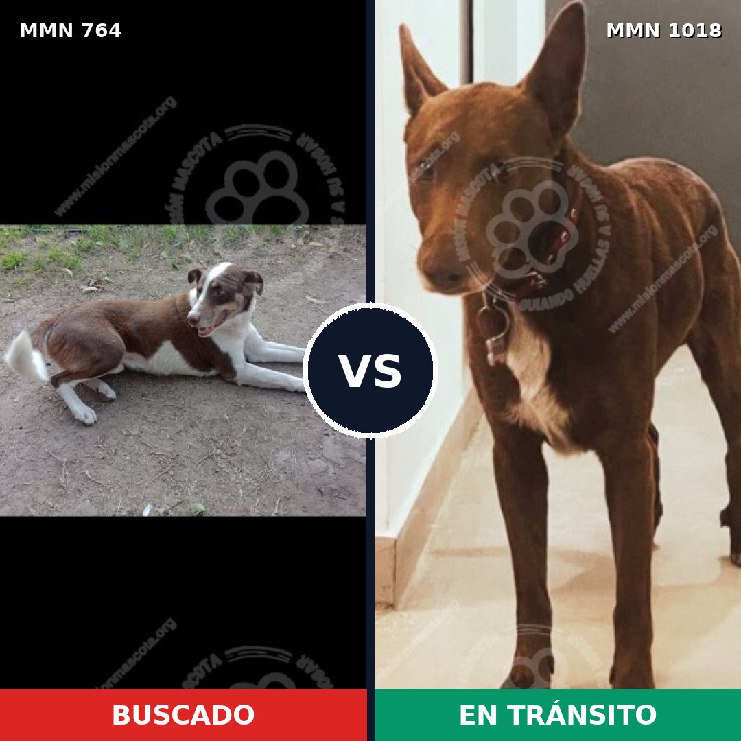 Comparativa MMS 16350: mascota perdida y mascota encontrada, 49% de similitud