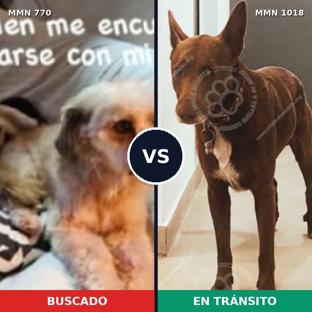 Comparativa MMS 16353: mascota perdida y mascota encontrada, 63% de similitud