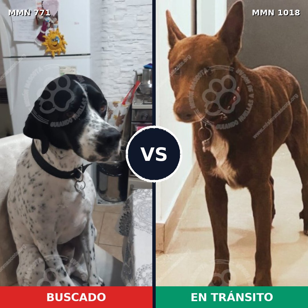 Comparativa MMS 16354: mascota perdida y mascota encontrada, 45% de similitud