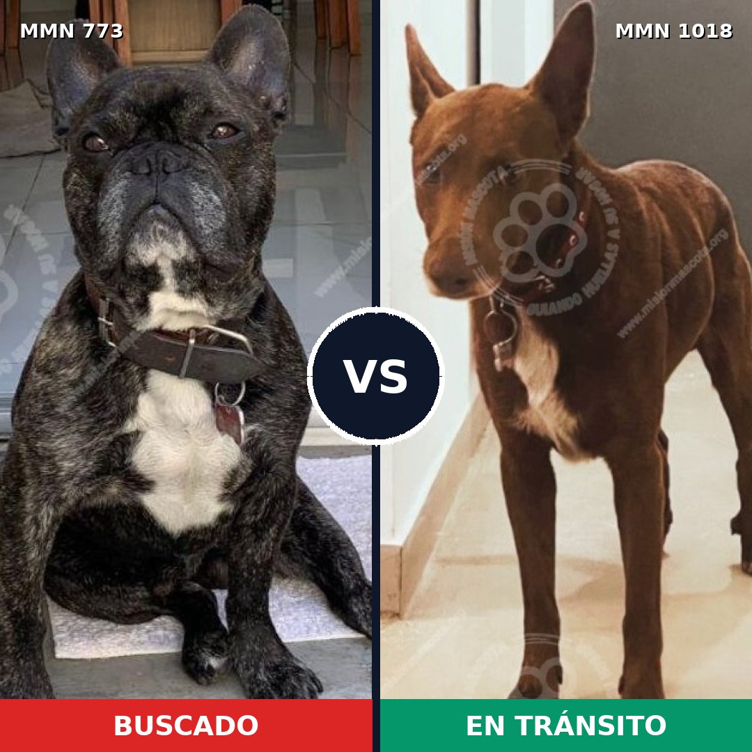 Comparativa MMS 16355: mascota perdida y mascota encontrada, 42% de similitud